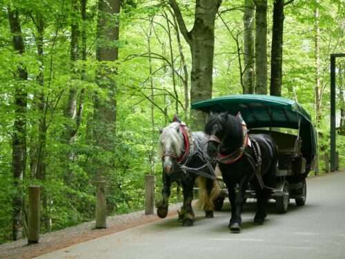 Horse and Carriage going up to Neuschwanstein