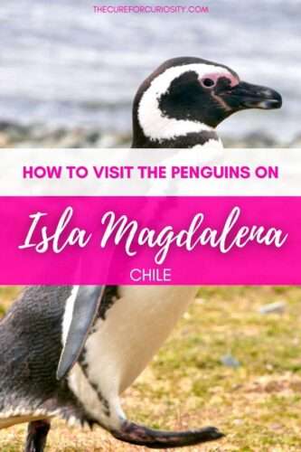How to Visit the Penguins on Isla Magdalena