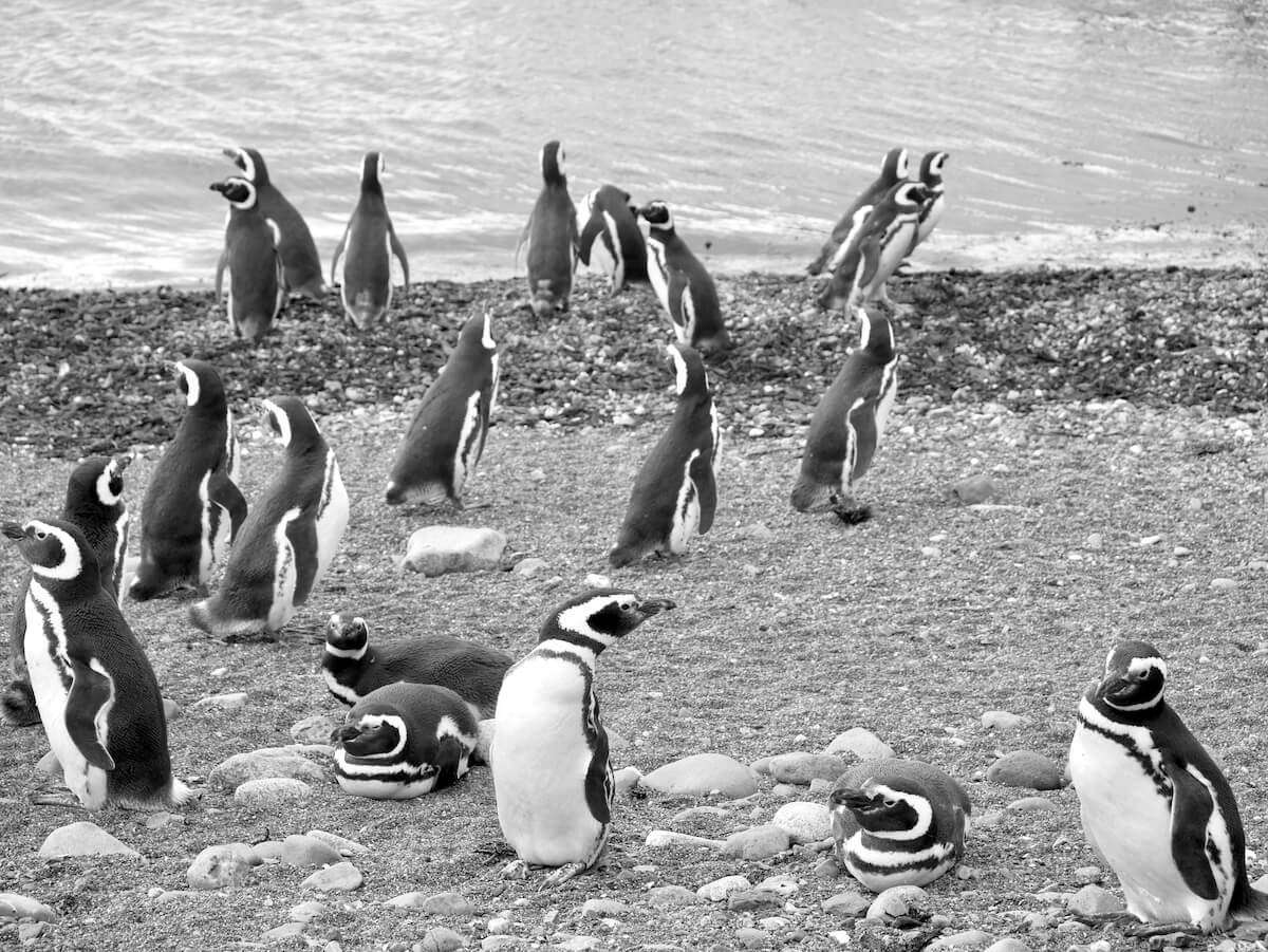Isla Magdalena Chile