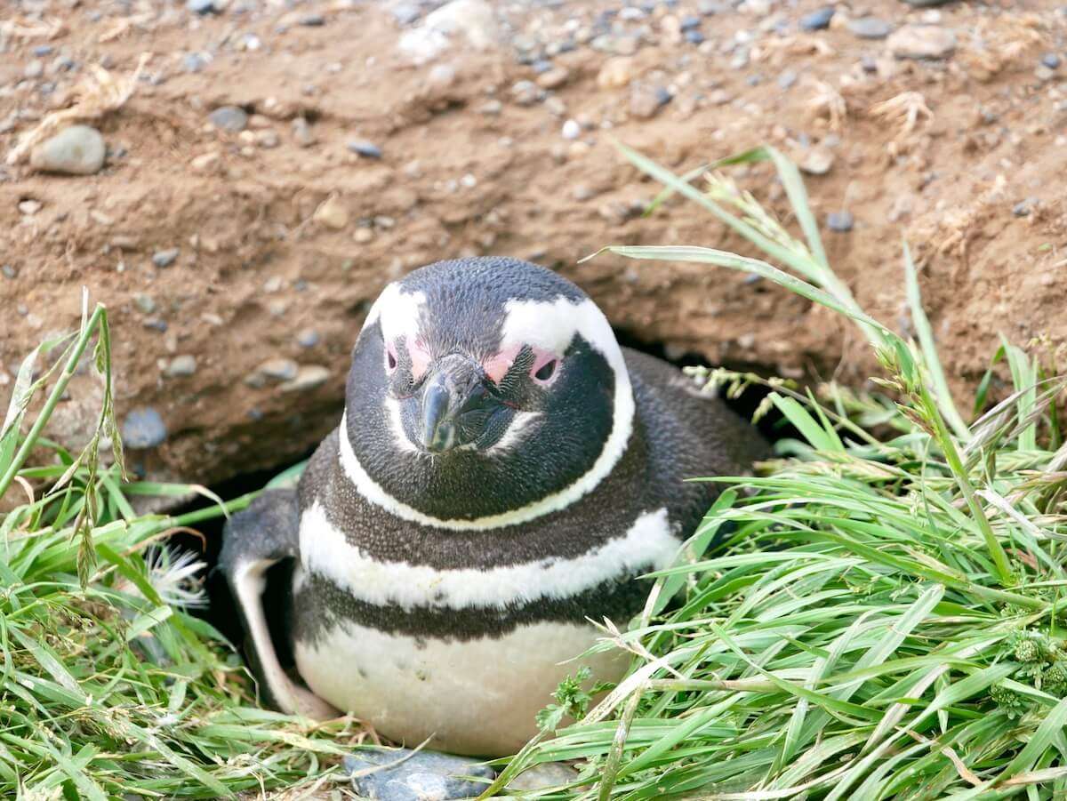 Penguin on Magdalena Island