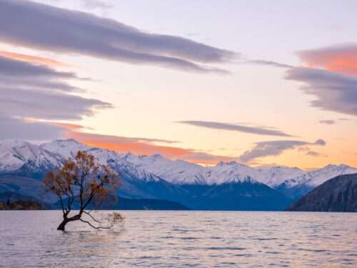 Wanaka Tree, New Zealand