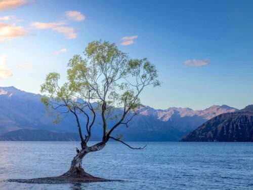 Wanaka Tree on Lake Wanaka, New Zealand
