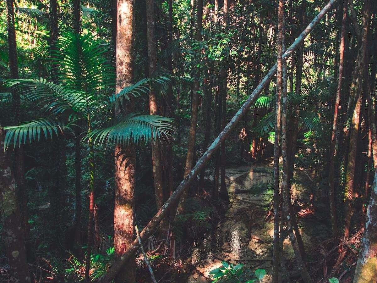Australia - Rainforests in K'gari - previously known as Fraser Island