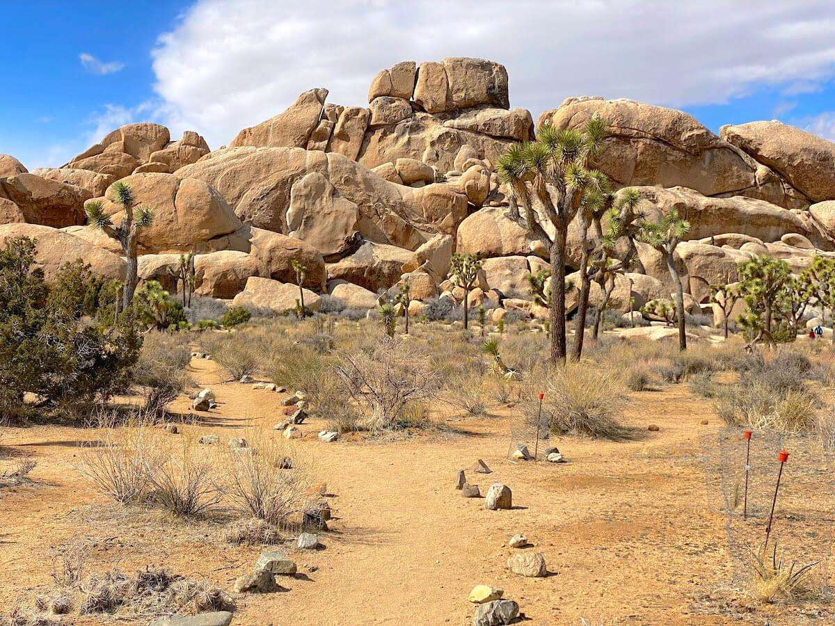 Joshua Tree NP