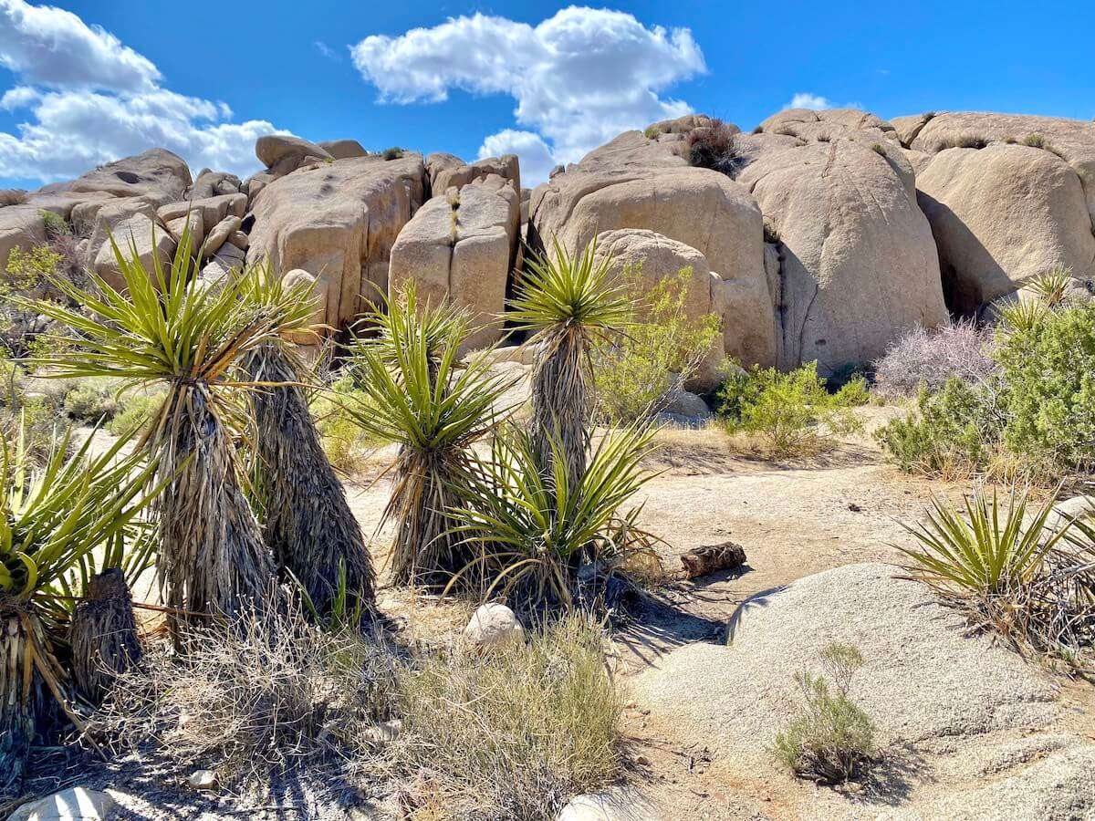 Joshua Tree National Park