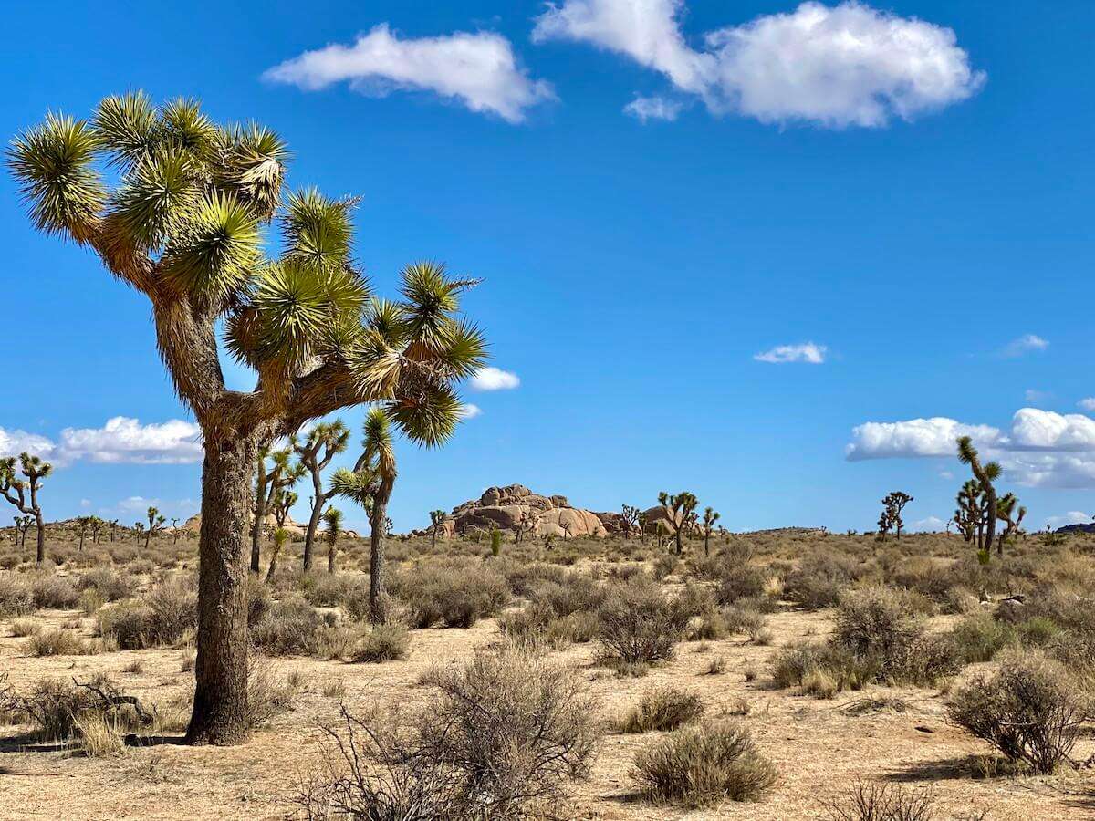 The Joshua Tree