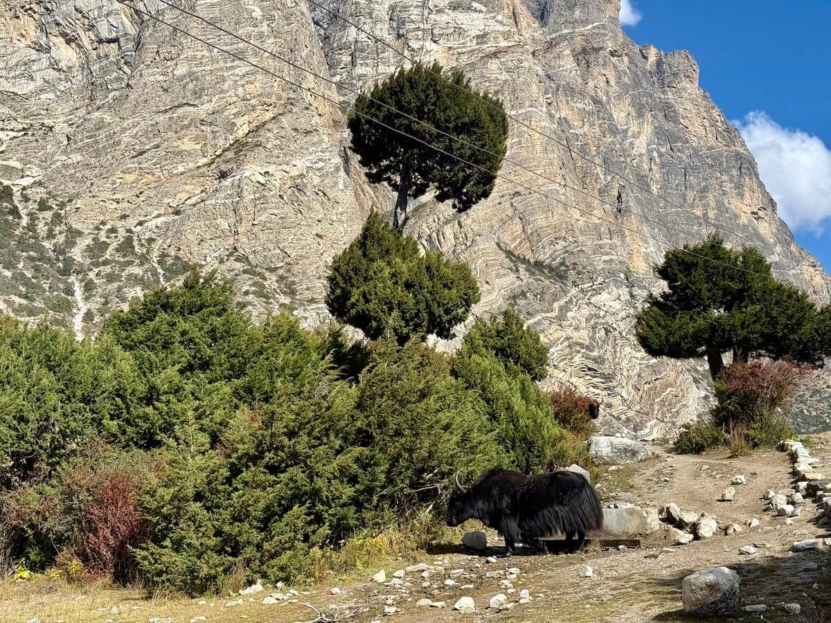 Yak in Nepal Mountains