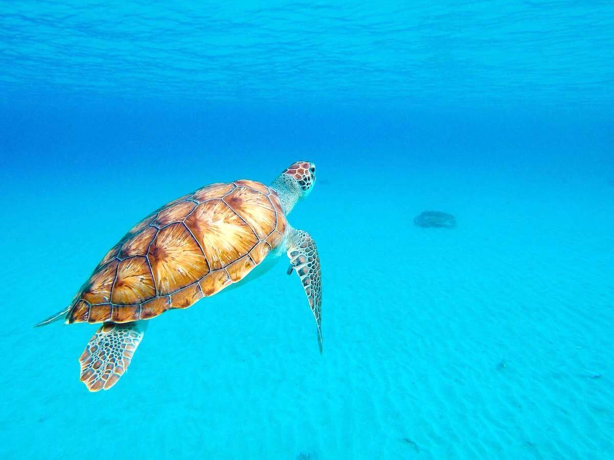 Curacao turtle