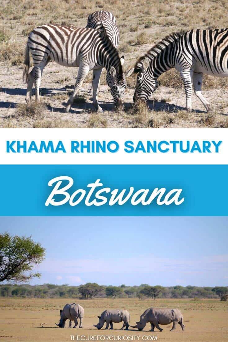Zebras grazing at Khama Rhino Sanctuary in Botswana.
