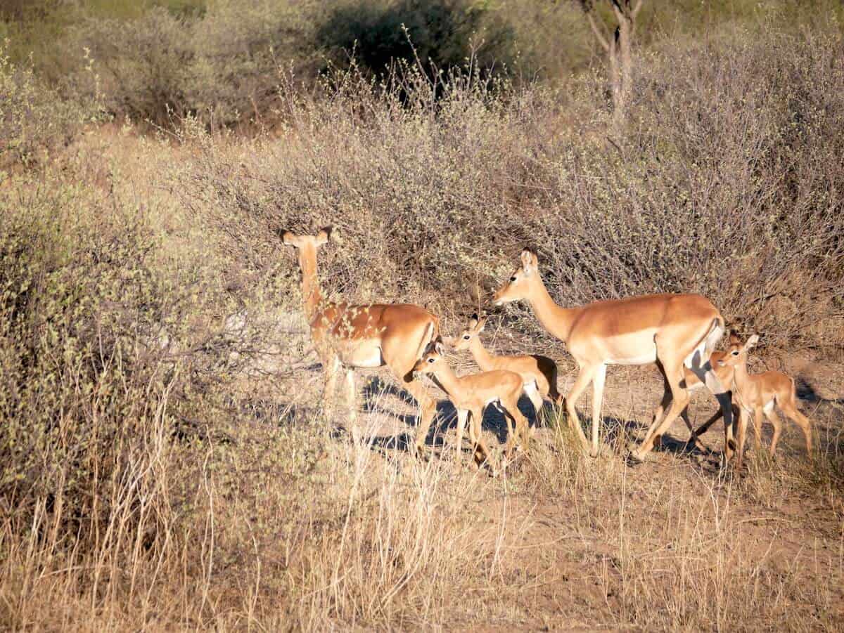 Group of deer in dry grassland with bushes and trees in background.