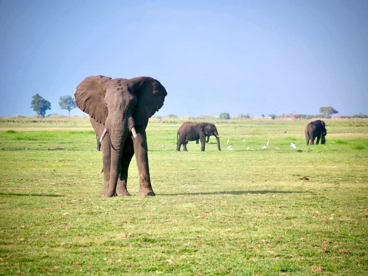 Elephants in Chobe National Park