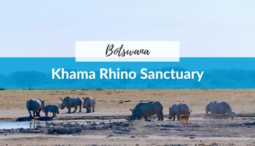 Herd of rhinos at Khama Rhino Sanctuary in Botswana.