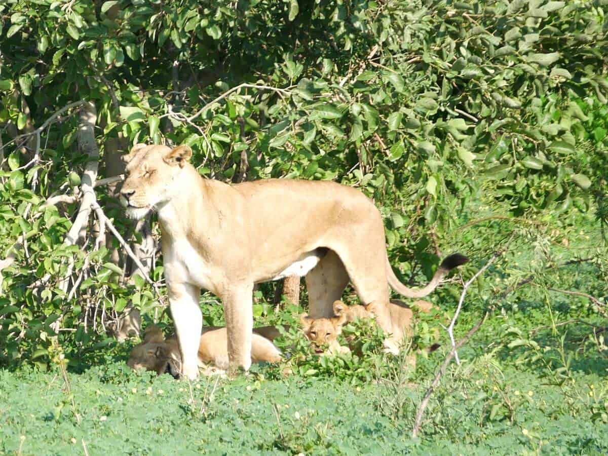 Lions in Chobe National Park Botswana