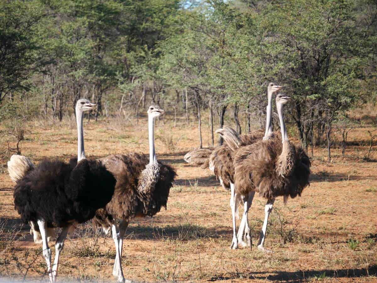 Four ostriches standing in a dry, grassy landscape with sparse trees.