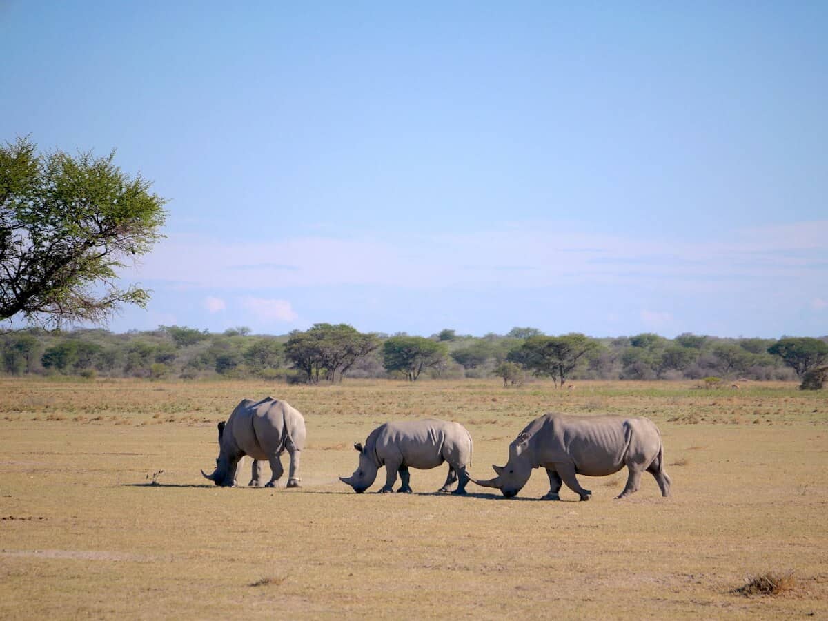 Three rhinoceroses walking across the dry African savanna under a clear blue sky.
