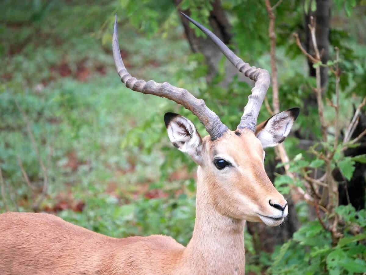 Safari in Botswana - Chobe National Park