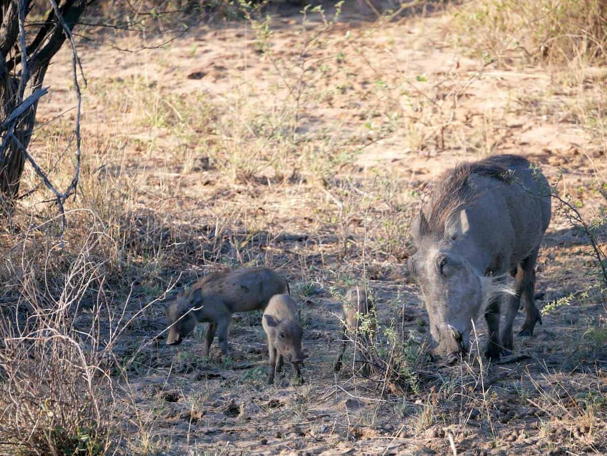 Wild boars foraging in dry grassland with sparse vegetation.