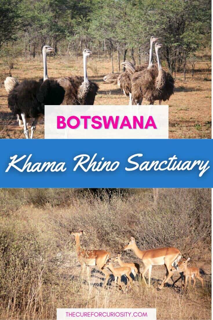 Wildlife at Khama Rhino Sanctuary in Botswana with ostriches and antelopes.
