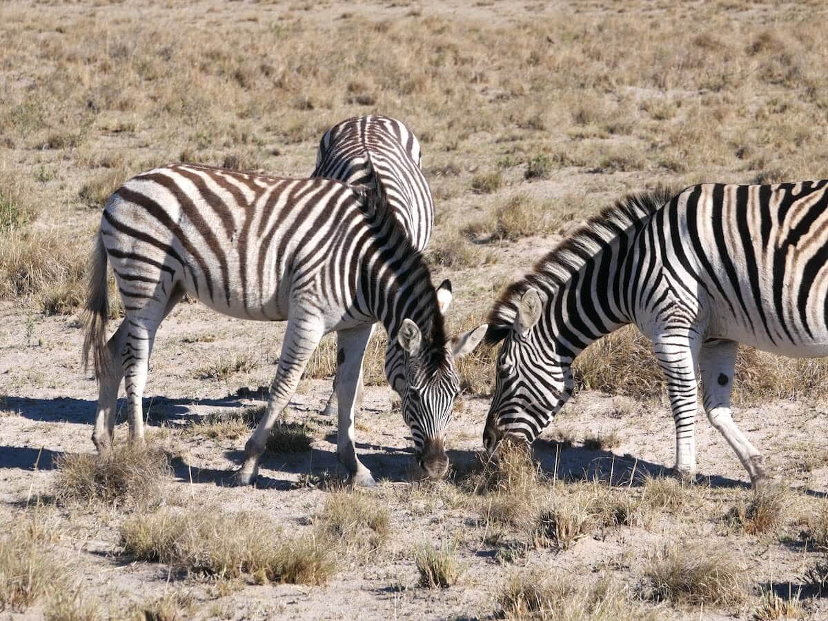 Zebra at Game Park in Botswana