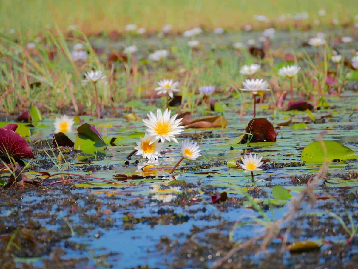 Water lilies and lotus flowers blooming in a pond with green lily pads and reflections.