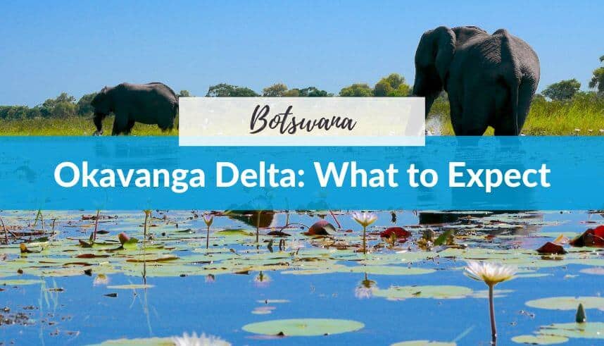 Elephants in Okavanga Delta with water lilies and lush greenery.